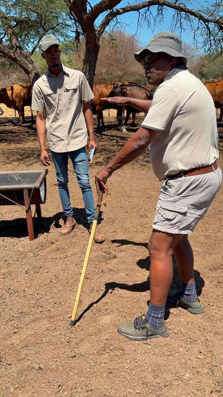 Ofentseboka farm workers handling livestock together