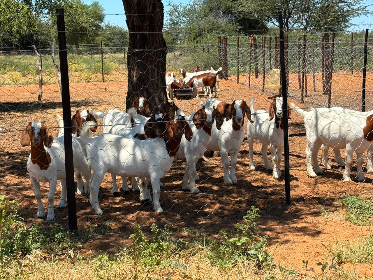 The farm’s Boergoat herd resting under trees