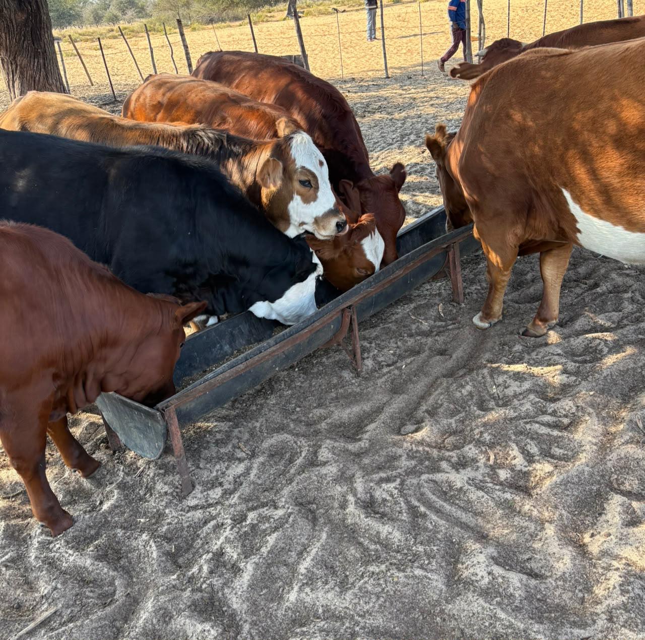 Cattle feeding together at a farm trough