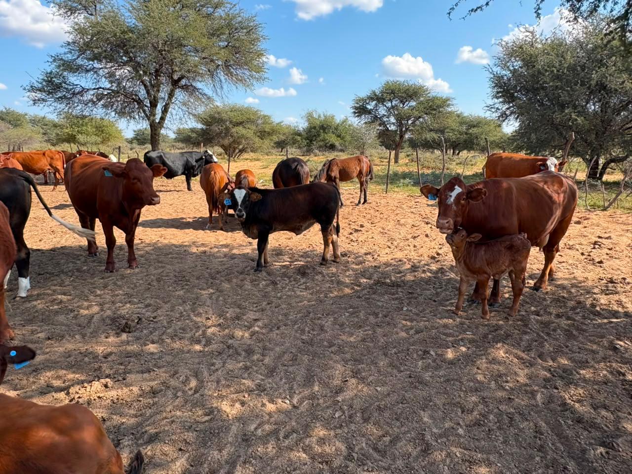 Ofentseboka cattle and calves beneath acacia trees
