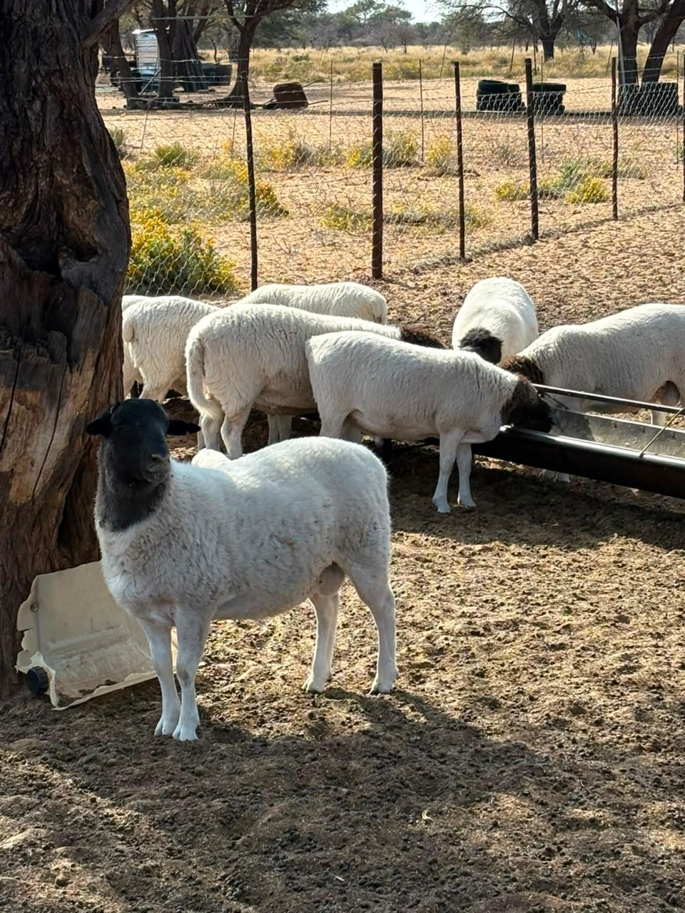 Dorper sheep and a lamb in a shaded enclosure at Ofentseboka