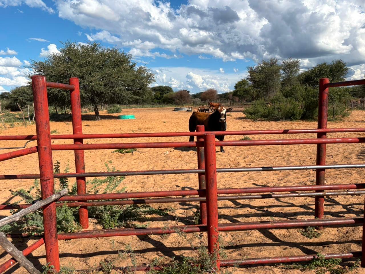 The red gate and cattle at Ofentseboka Farm