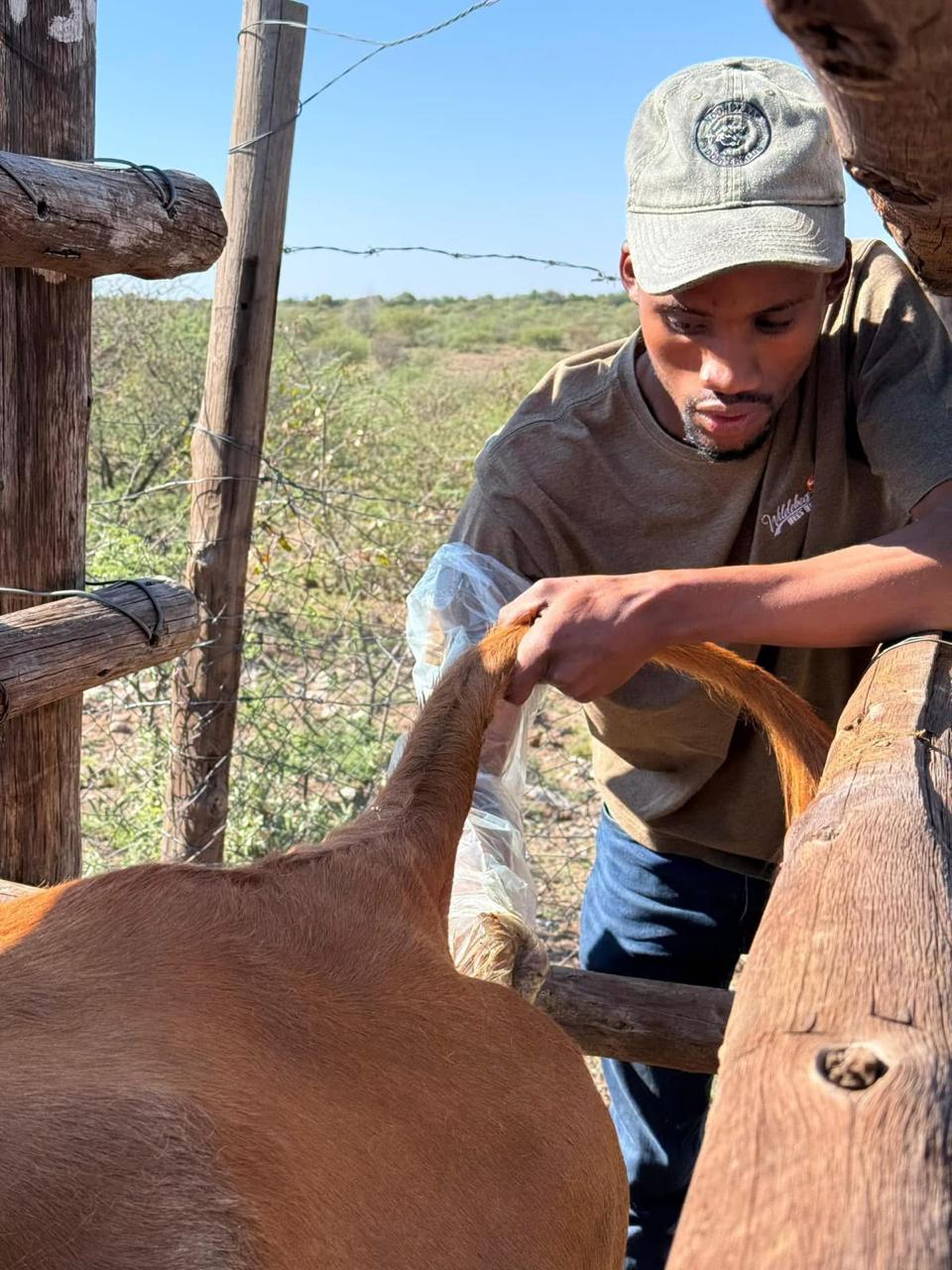 A member of the Ofentseboka team holding a sheep on the farm